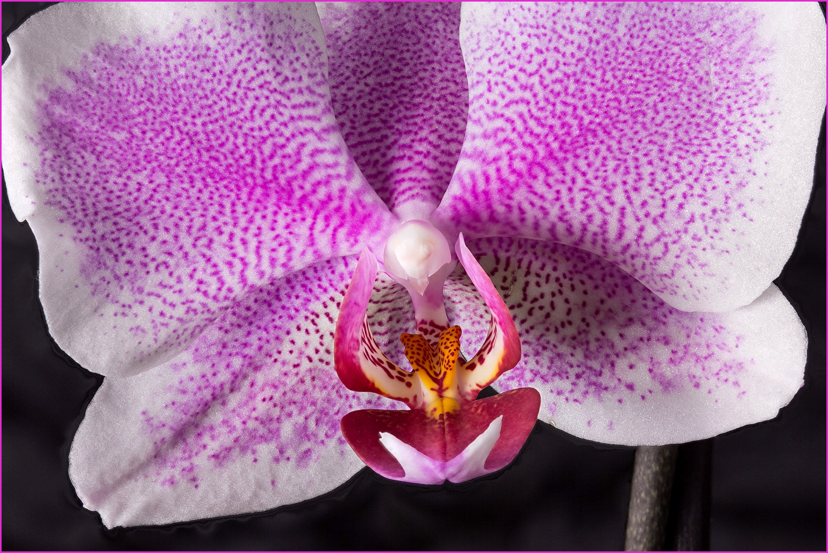 Die Blüte der Schmetterlings-Orchidee