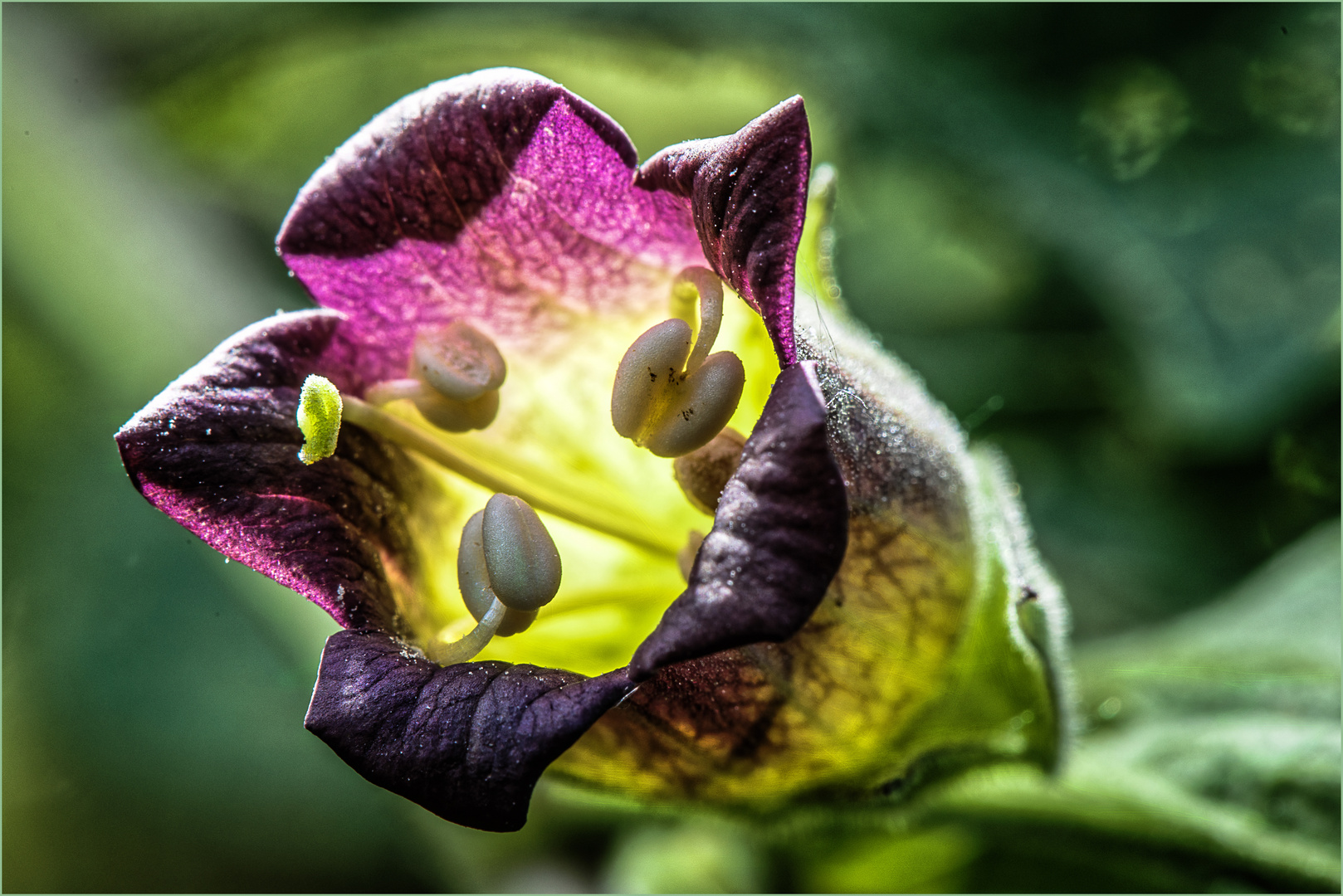 Die Blüte der Tollkirsche