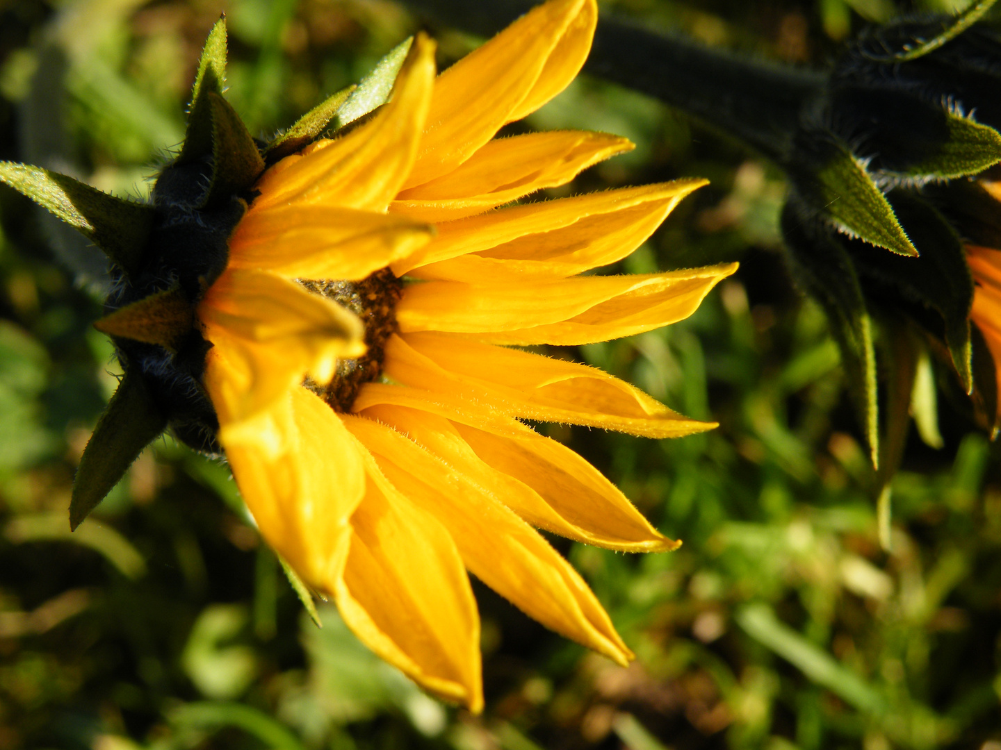 Die Blüte der Topinambur