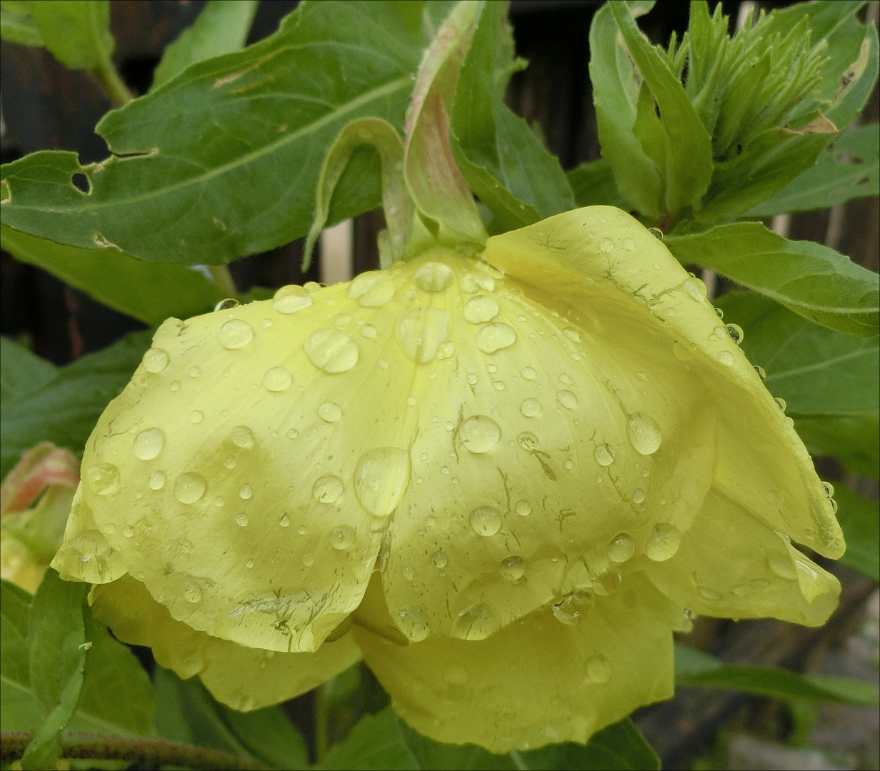 Die Blüte der Ufernachtkerze duckt sich unter den Regentropfen.