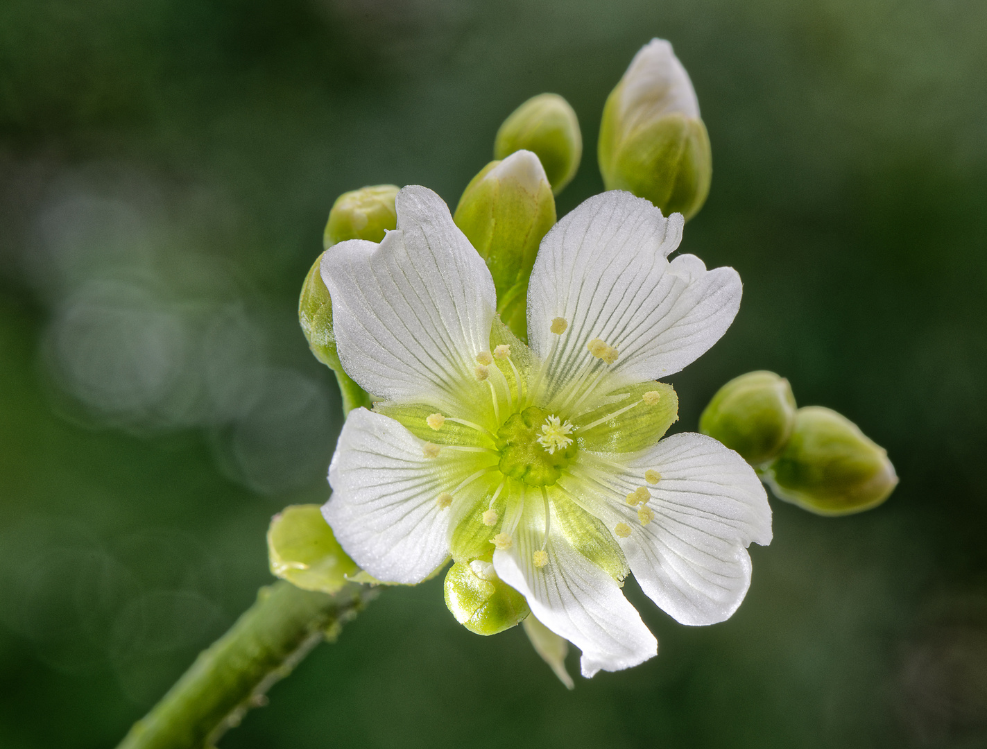 Die Blüte der Venusfliegenfalle