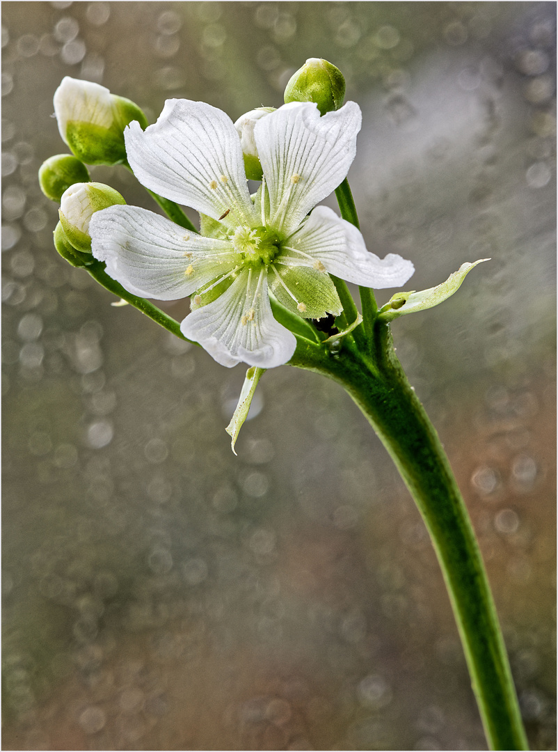 Die Blüte der Venusfliegenfalle