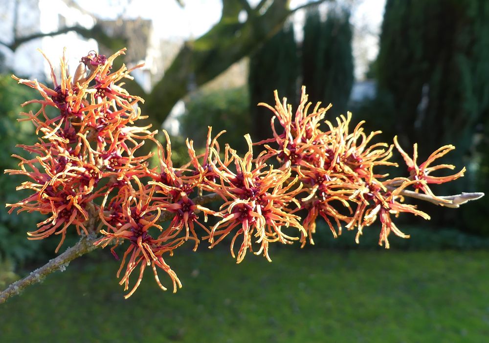 Die Blüte der Zaubernuss zeigt, Foto & Bild frühling, natur