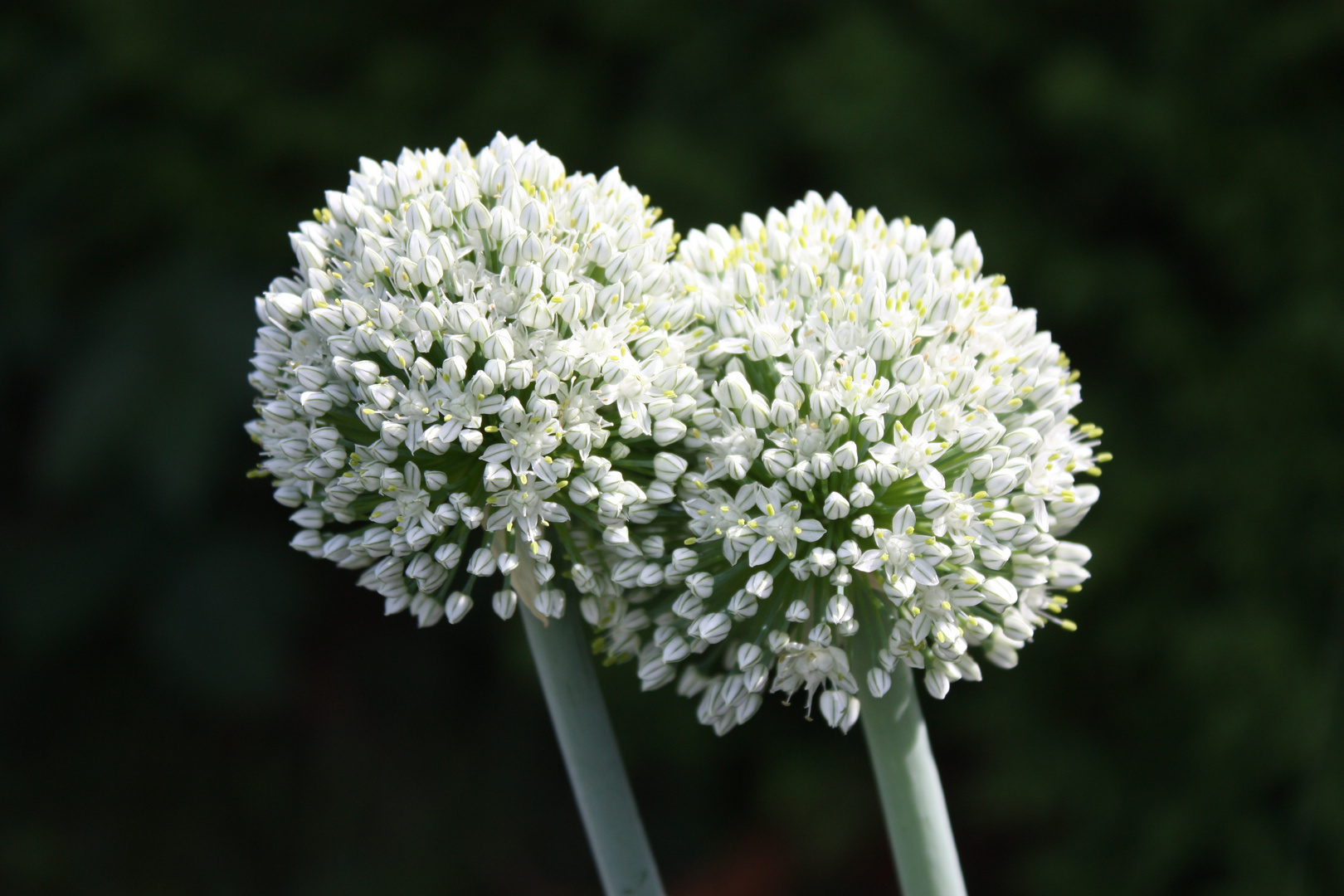 Die Blüte der Zwiebel