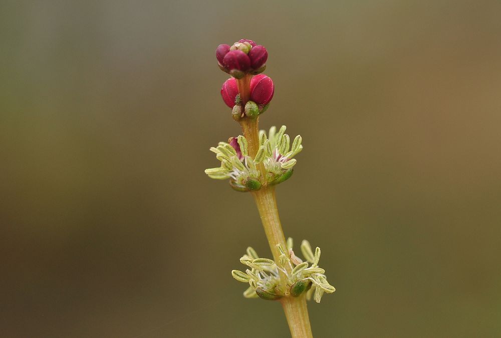 Die Blüte des Ährigen Tausendblatt (Myriophyllum spicatum)