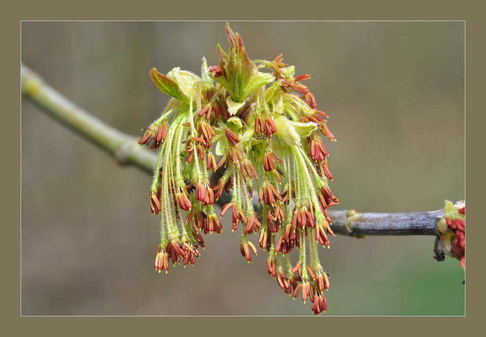 Die Blüte des Eschen-Ahorn (männlich).......