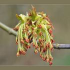 Die Blüte des Eschen-Ahorn (männlich).......