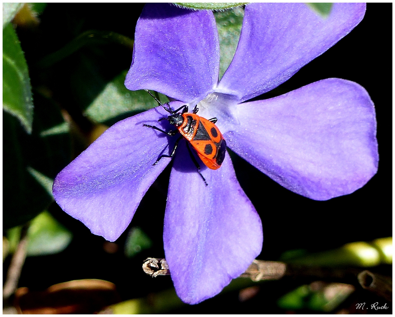 Die Blüte des Immergrün ,