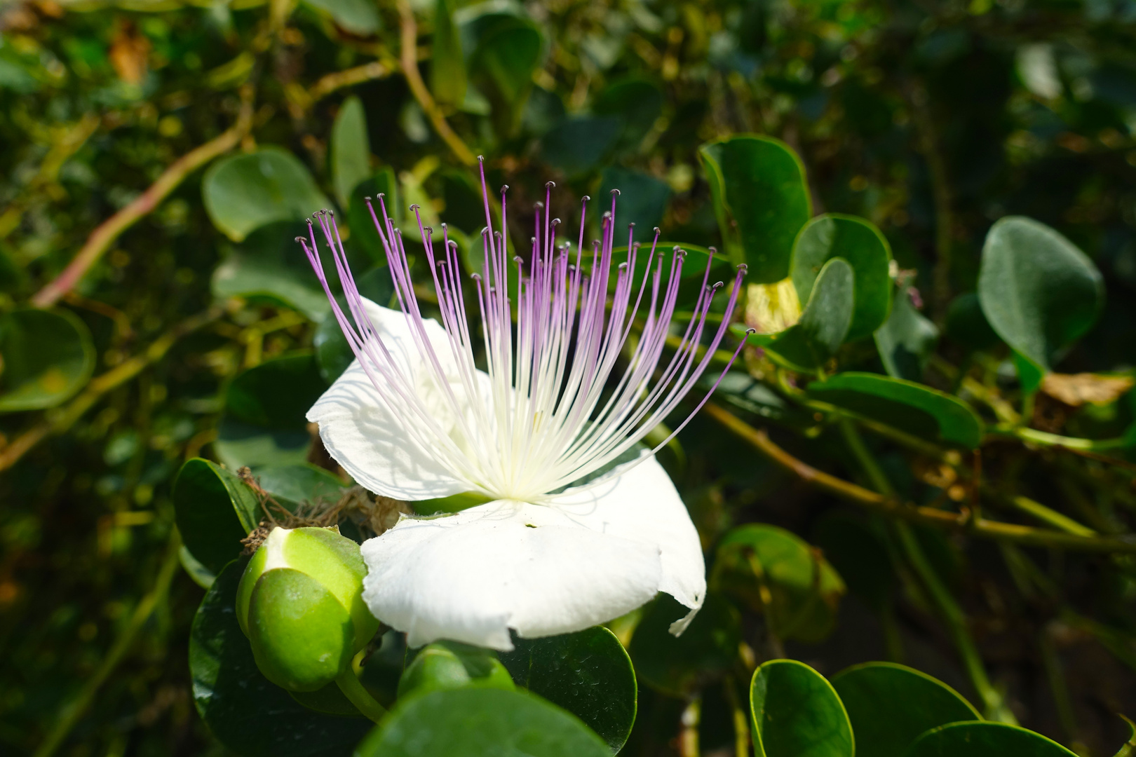 die Blüte des Kapernstrauches