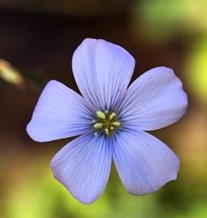 Die Blüte des Lein.