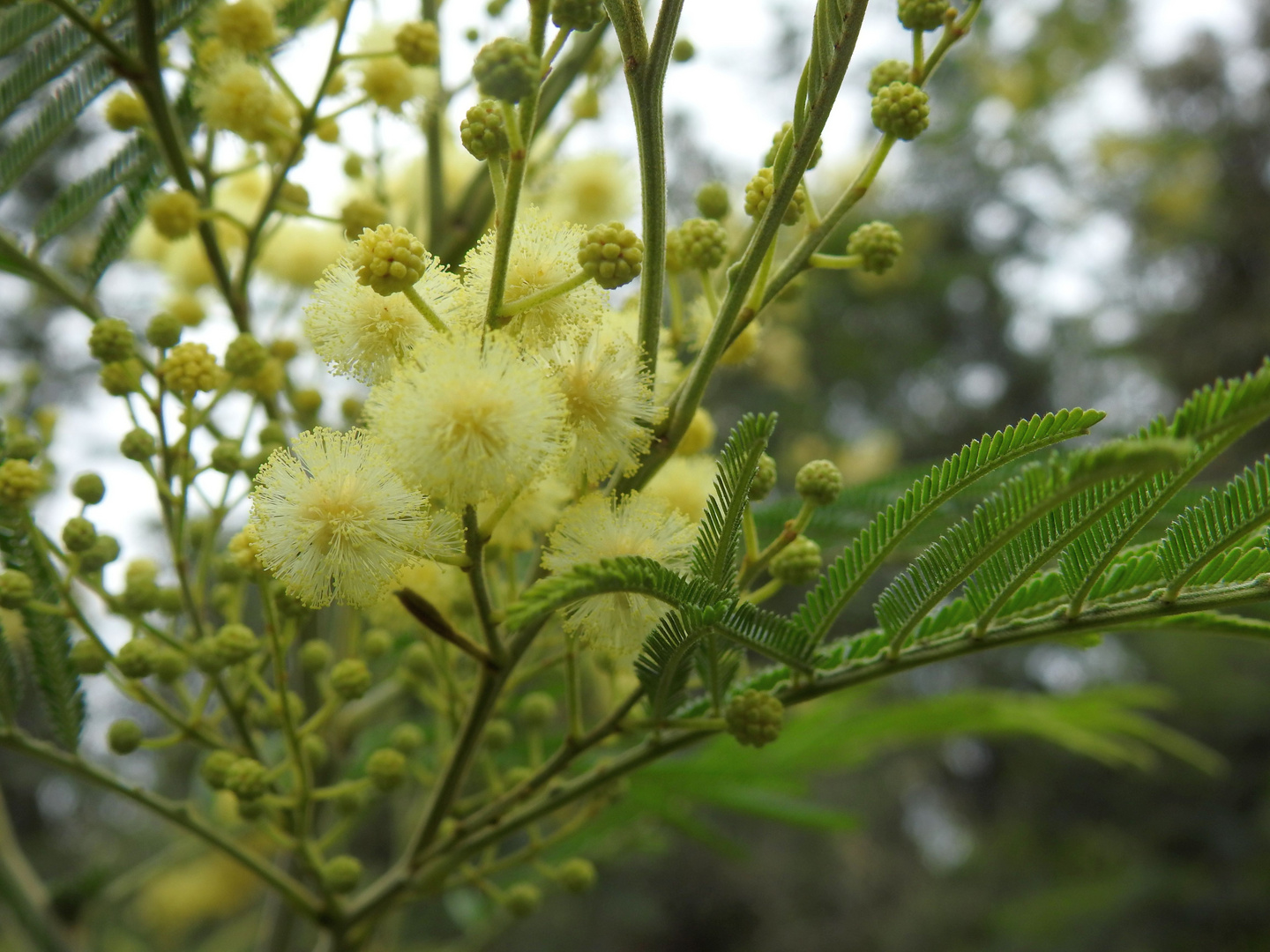 Die Blüte des Mimosenbaums