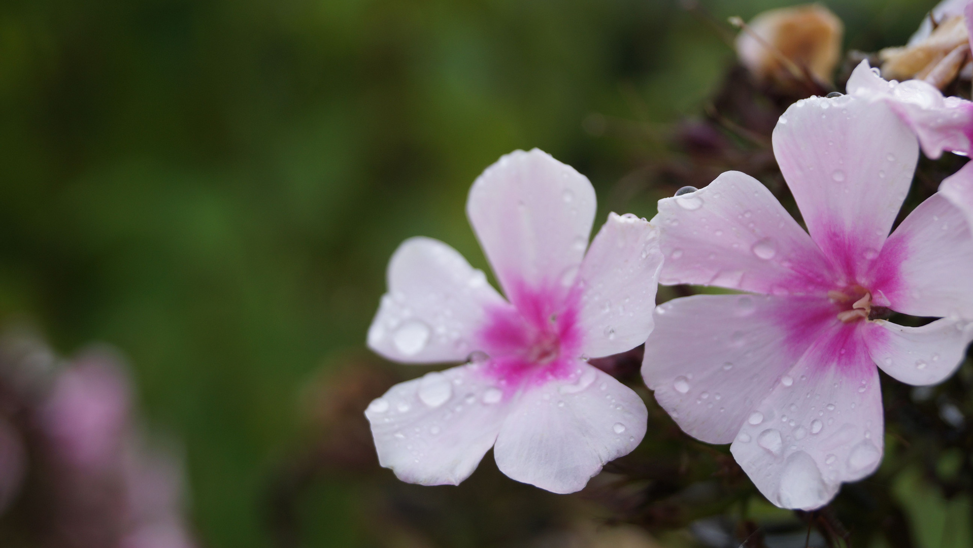 Die Blüte des Morgens II