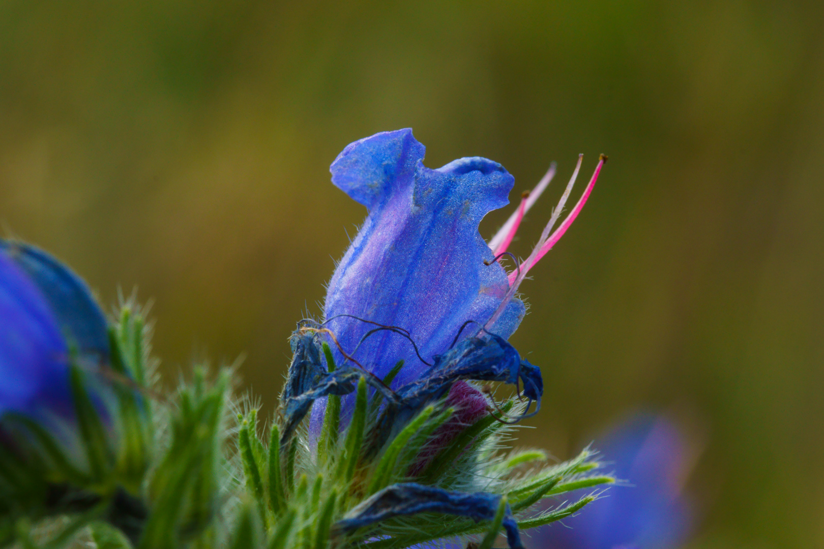 Die Blüte des Natternkopf