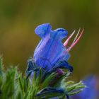 Die Blüte des Natternkopf