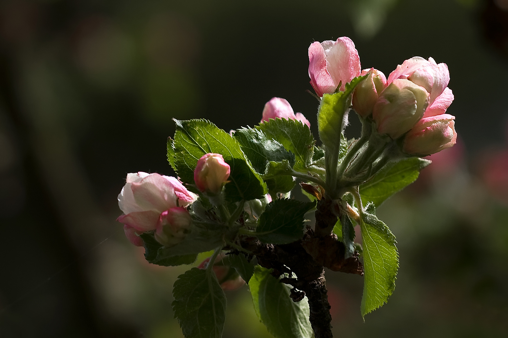 Die Blüte des Ontario