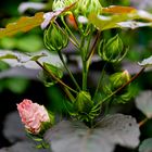 Die Blüte des Riesenhibiskus