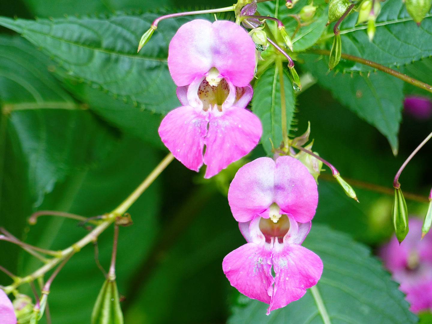 Die Blüte des Springkrauts   Mittwochsblümchen