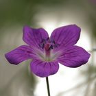 Die Blüte des Sumpfstorchschnabels (Geranium palustre) vor dem offenen Wasser -  für B.!