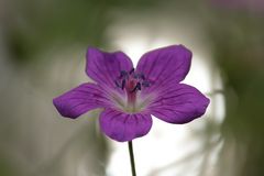 Die Blüte des Sumpfstorchschnabels (Geranium palustre) vor dem offenen Wasser -  für B.!