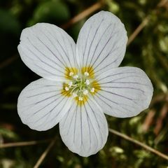 Die Blüte des Wald-Sauerklees (Oxalis acetosella) ...