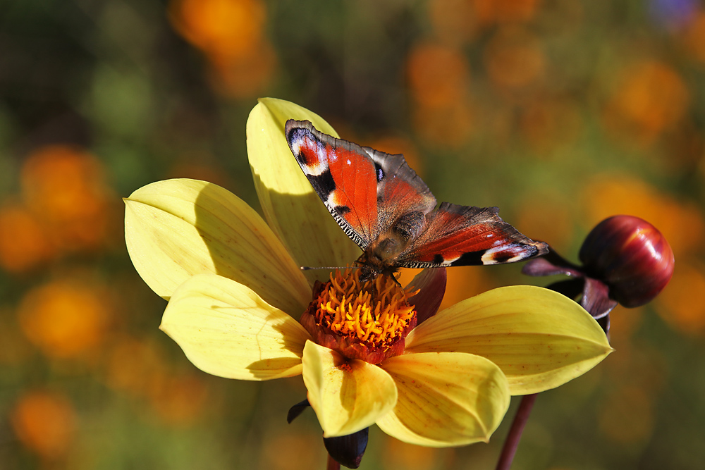 die Blüte, die Knospe und das Tagpfauenauge