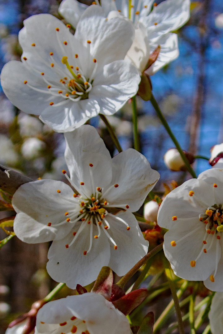 Die Blüte