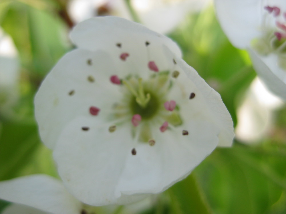 Die blüte