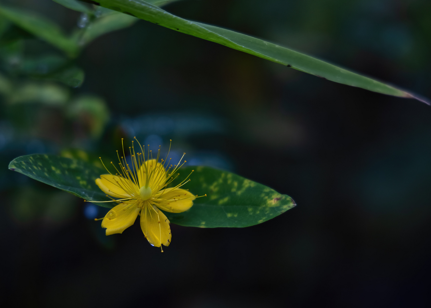 Die Blüte einer... äh... gelben Blume