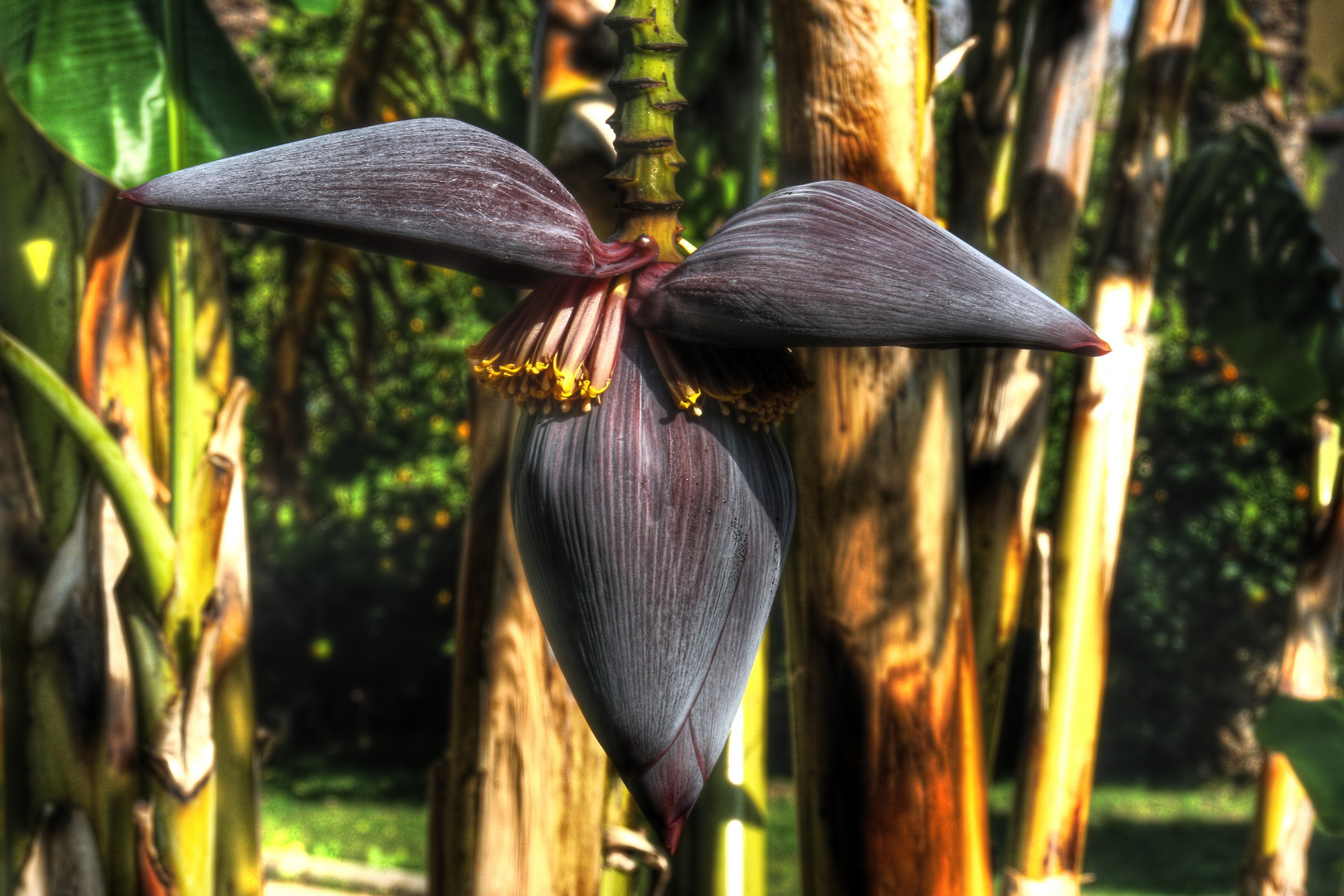 Die Blüte einer Bananenpalme