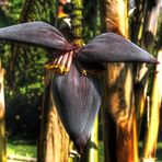 Die Blüte einer Bananenpalme