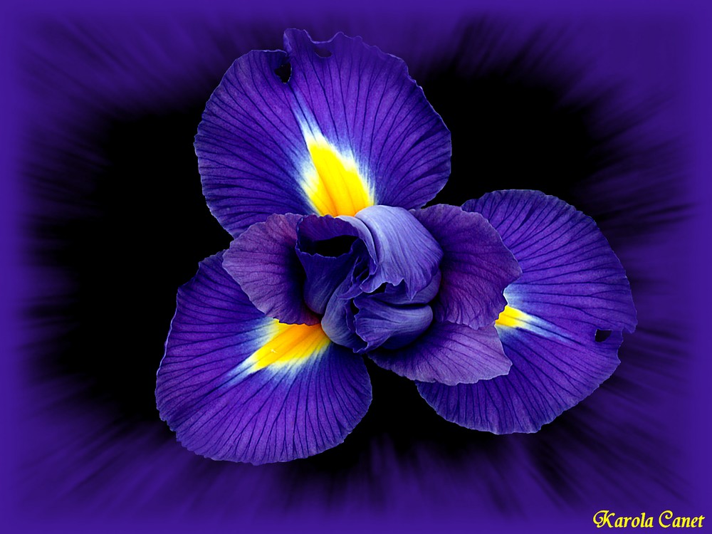 Die Blüte einer Iris