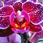Die Blüte einer Orchidee 