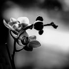 Die Blüte einer Orchidee