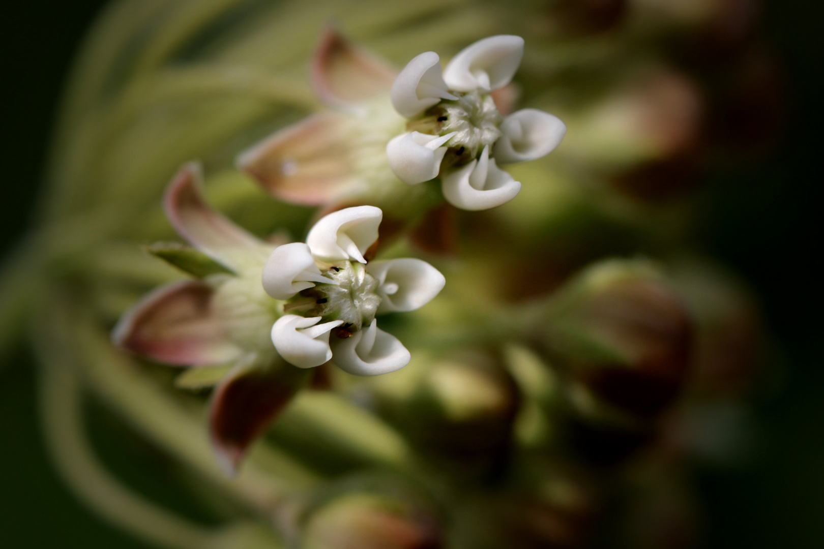 Die Blüte einer Papageienpflanze