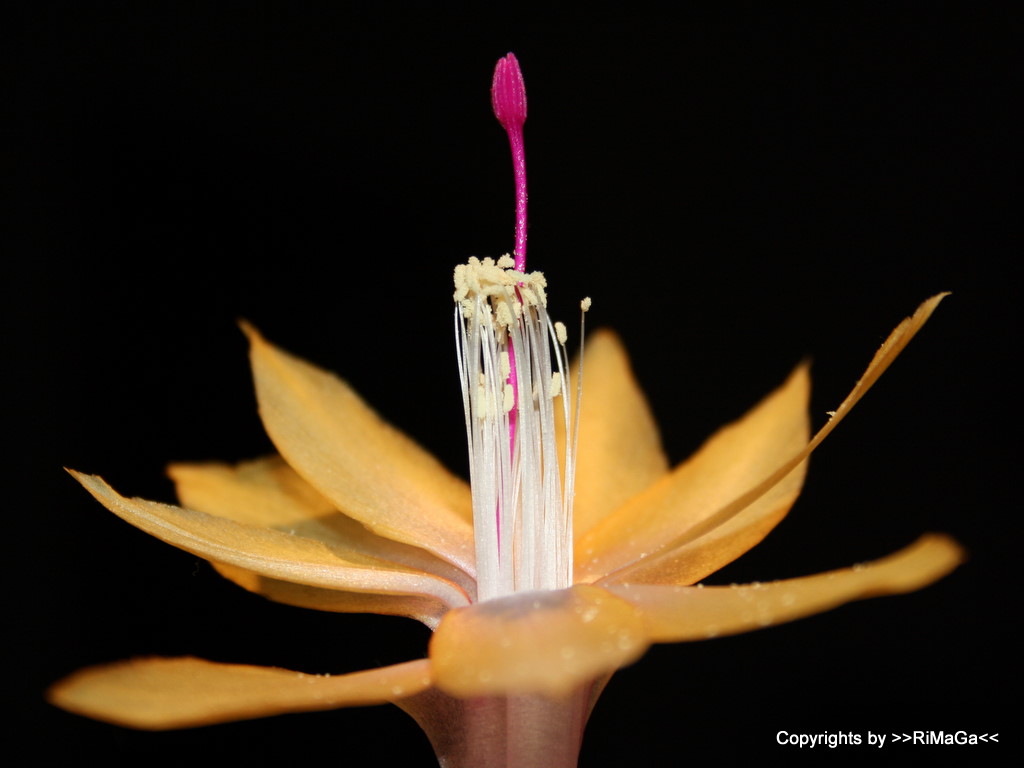 die Blüte einer Schlumbergera