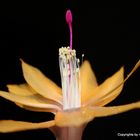 die Blüte einer Schlumbergera