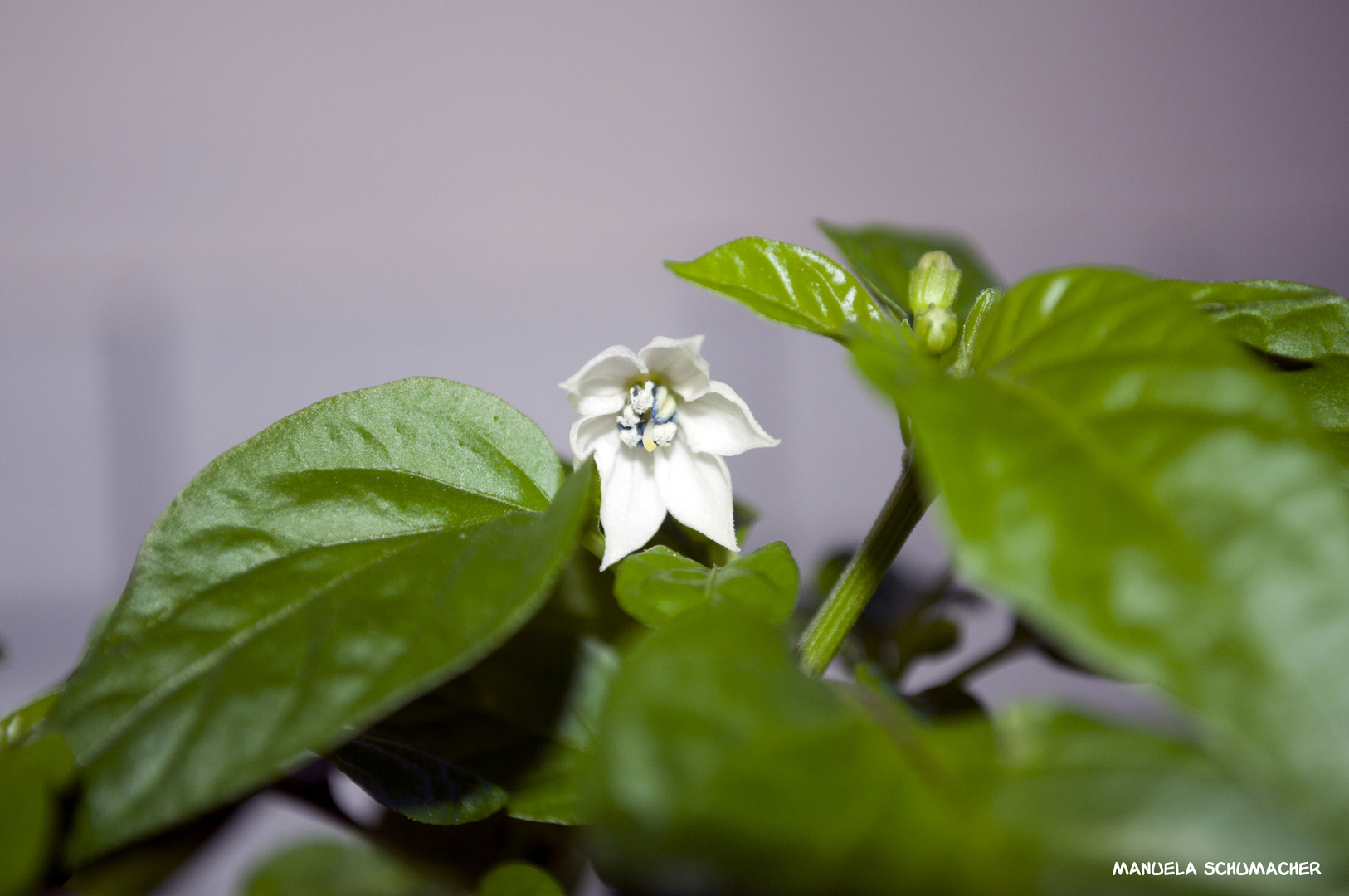 Die Blüte einer Sibirischen Hauspaprika