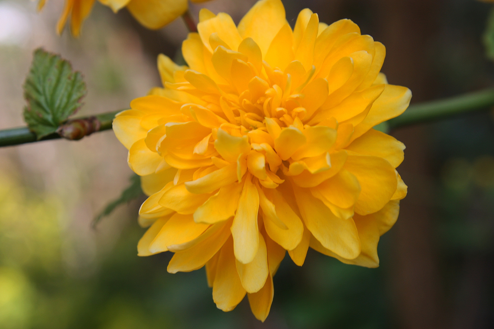 Die Blüte einer Strauchranunkel