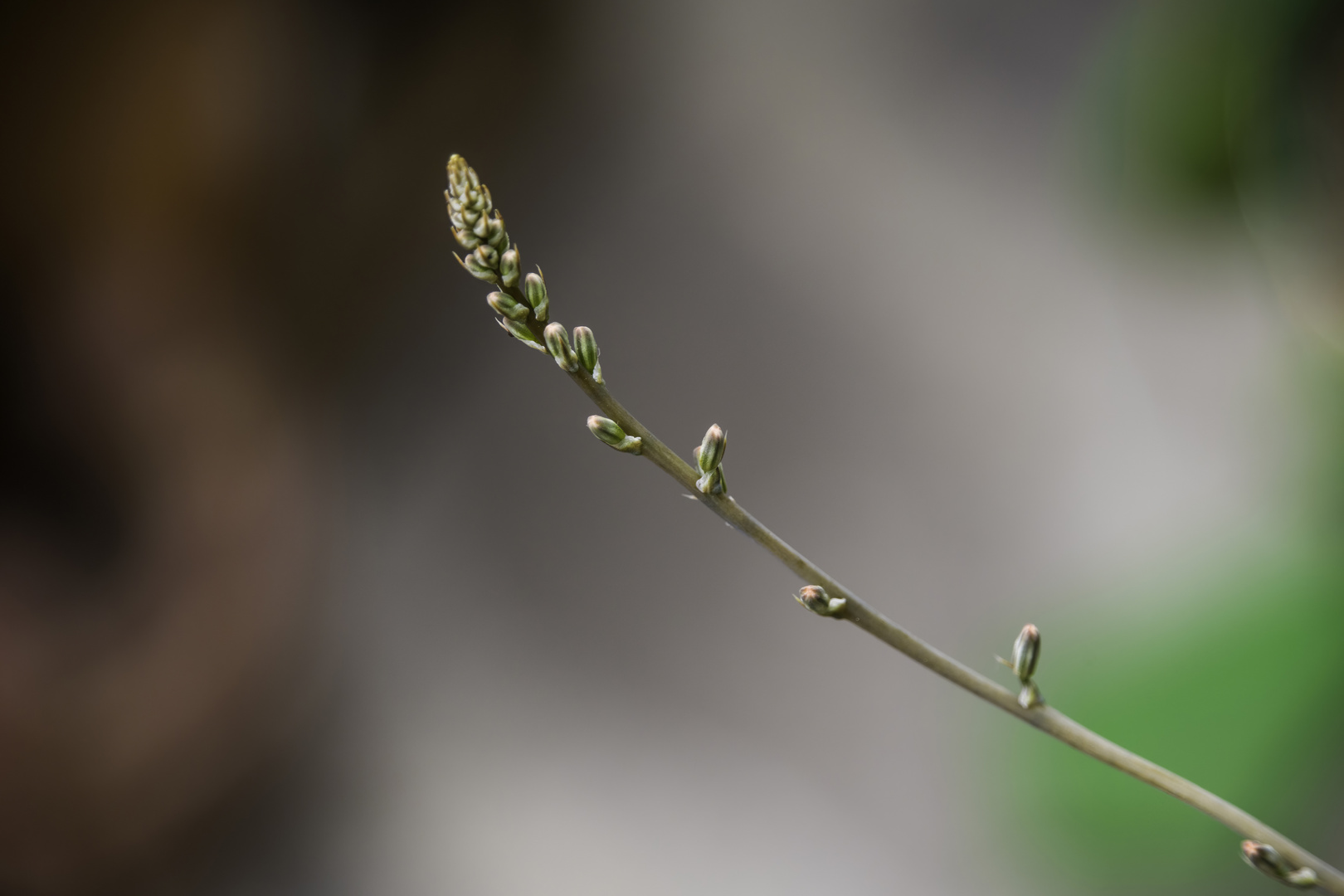 die Blüte einer Sukkulente