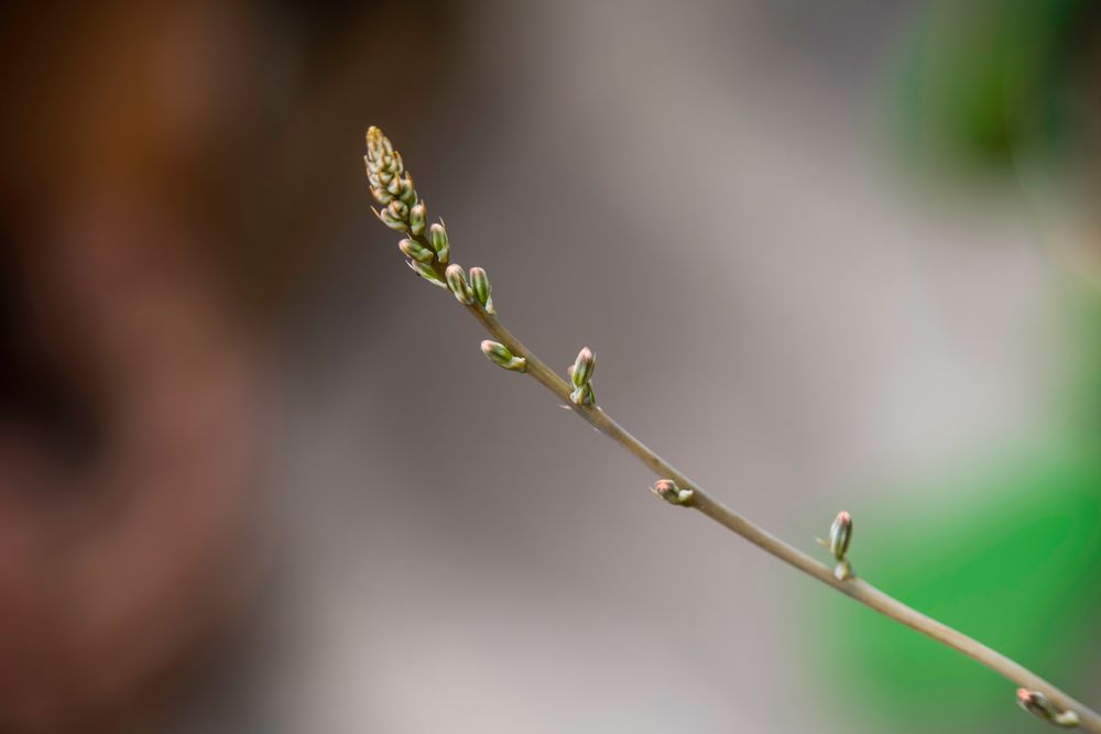 die Blüte einer Sukkulente