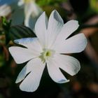 Die Blüte einer taubenetzten Weißen Lichtnelke