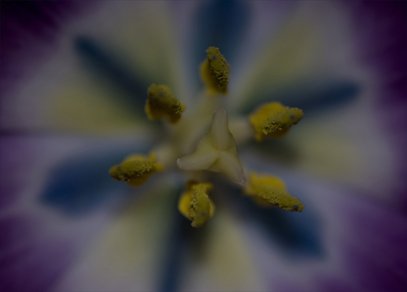 Die Blüte einer Tulpe