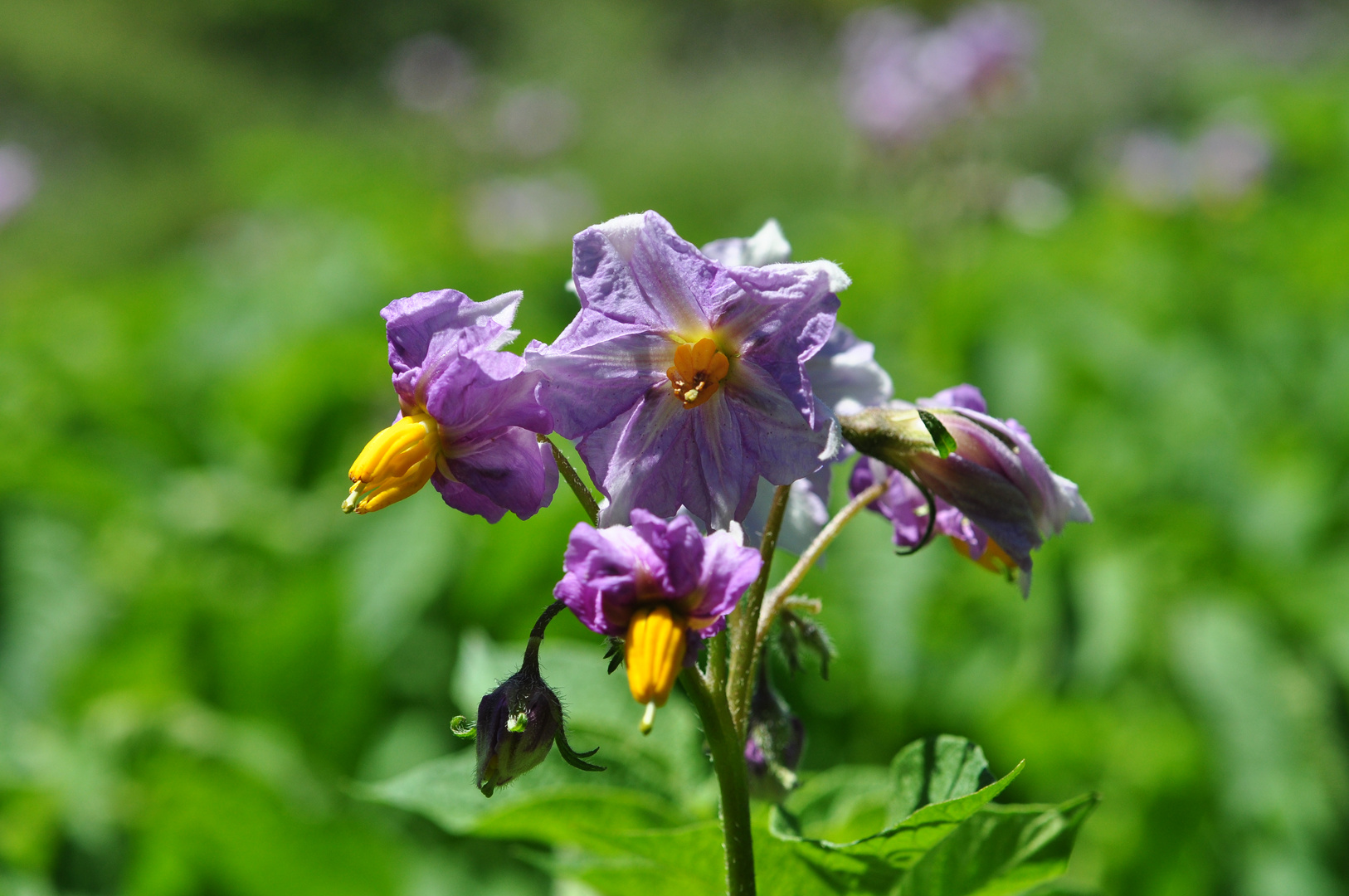 Die Blüte einer weltbekannten Pflanze??