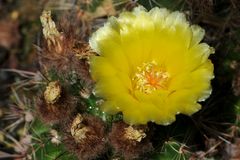 Die Blüte eines Kaktus