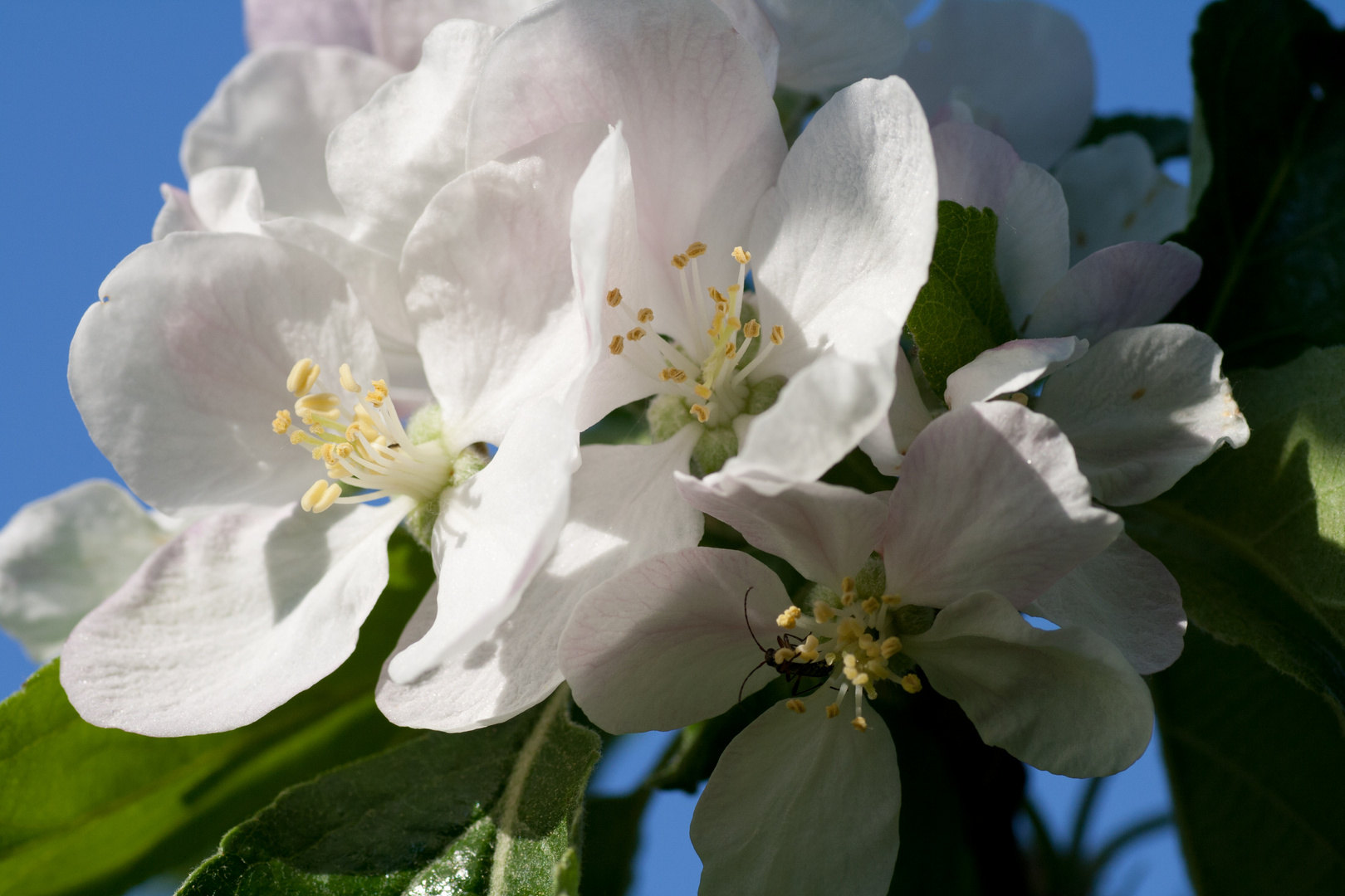 Die Blüte eines Kirschbaumes Foto & Bild naturkreativ, kirschblüte