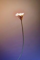 die Blüte eines napolionischen Lauches in Szene gesetzt