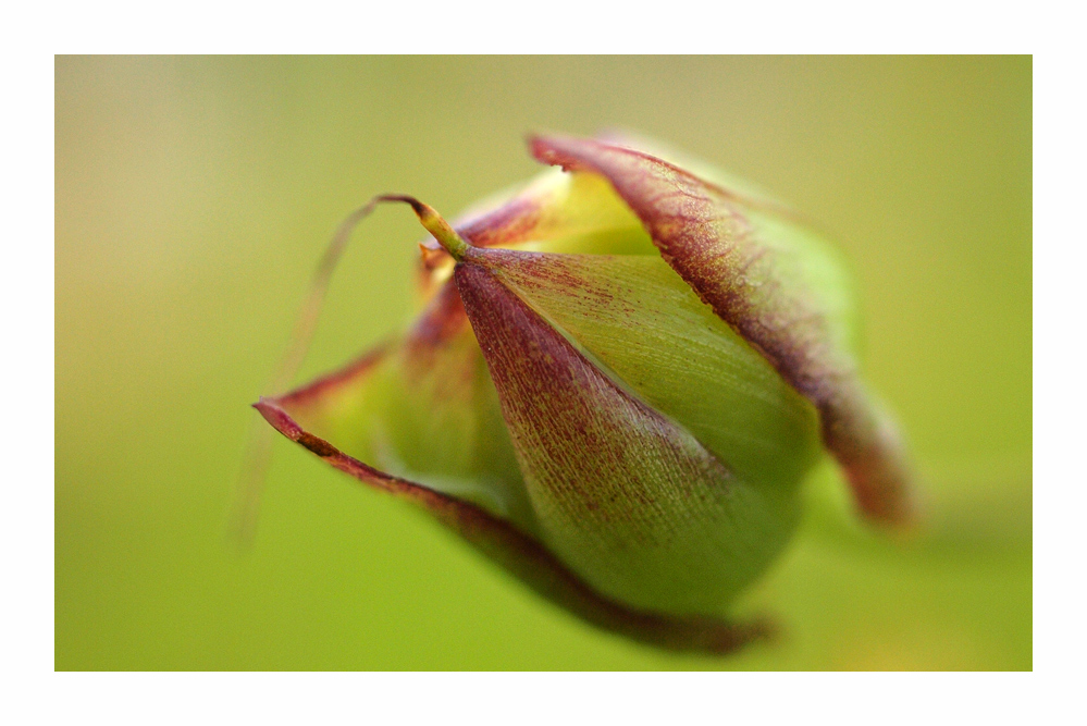 Die Blüte