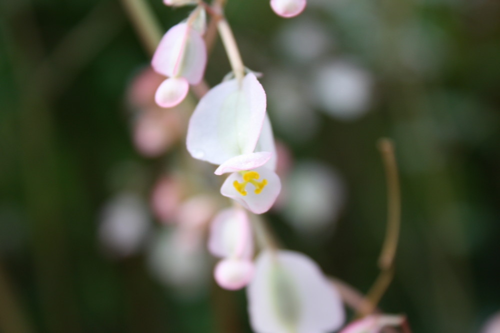 Die Blüte