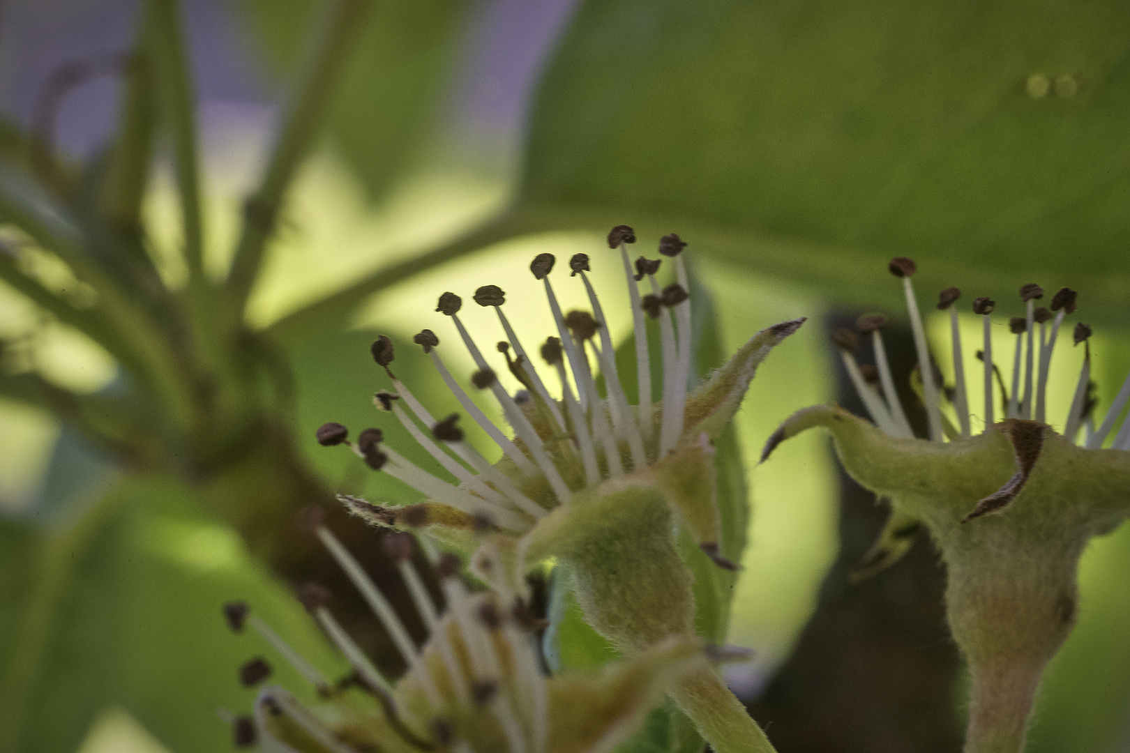 Die Blüte fotografiert jeder gerne