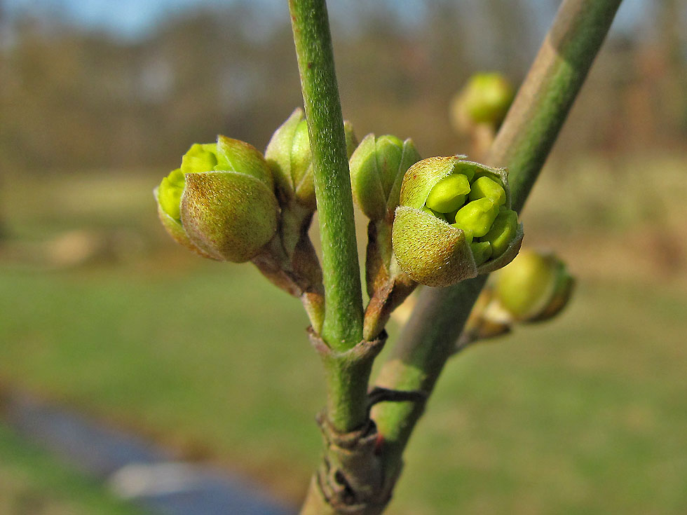 Die Blüte geht bald auf...